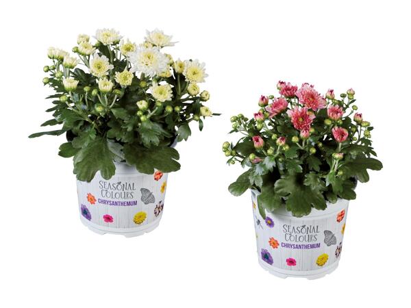 Krysantemum Multiflora