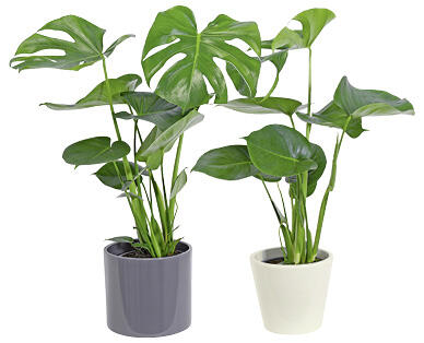 MONSTERA