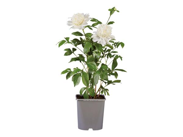 Peony