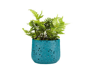 Fern in Ceramic Pot