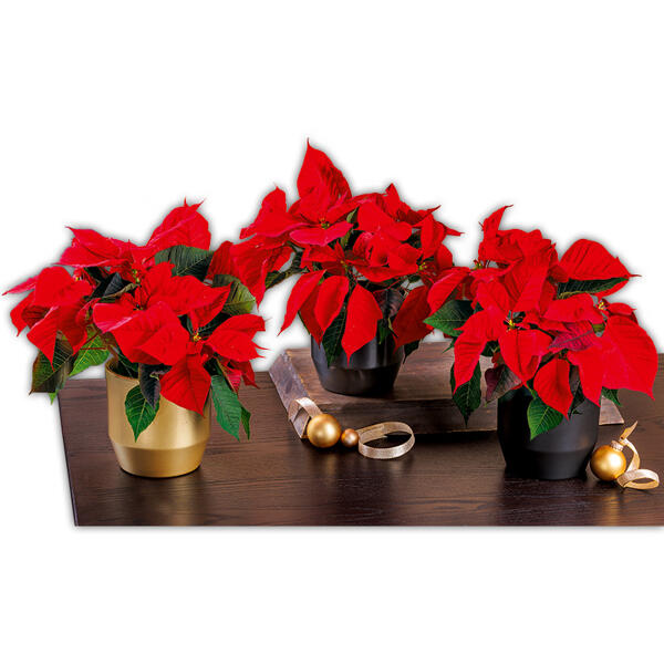 Weihnachtsstern