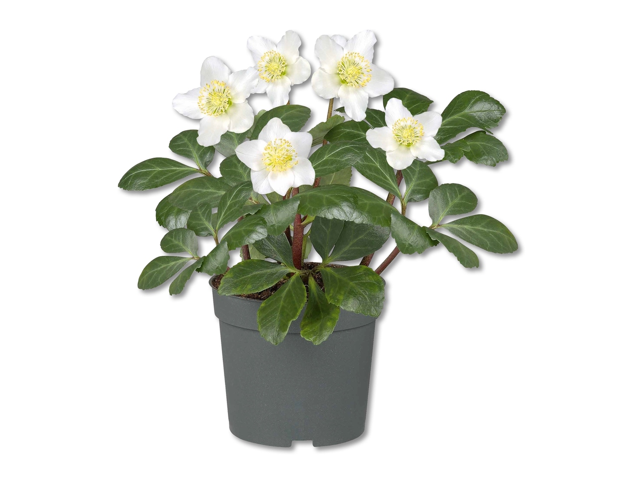 Rosa di Natale (Helleborus Niger)