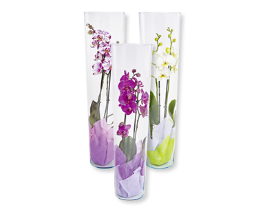 Phalaenopsis im Glas
