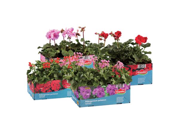 Pelargoner
