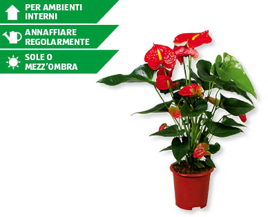 Anthurium