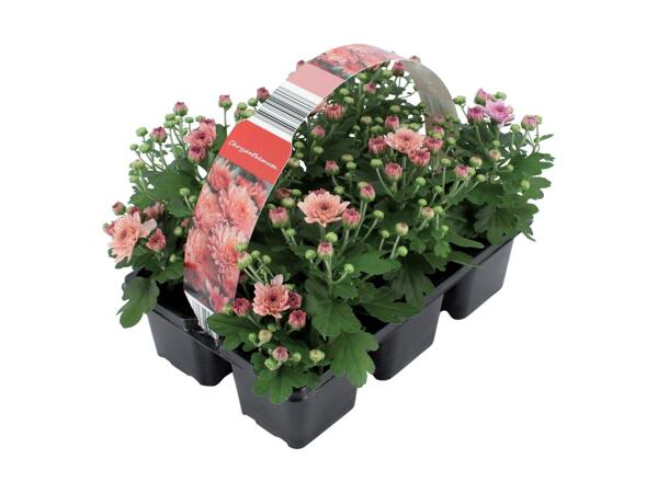 Krysantemum