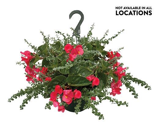 12in Premium Hanging Basket