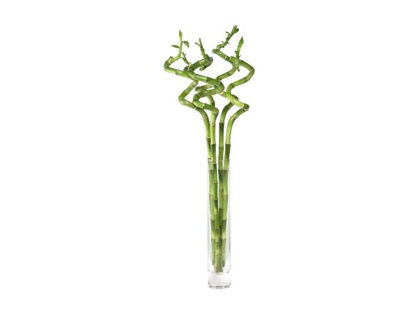 Lucky Bamboo