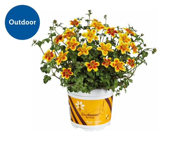 Bee Friendly Bidens