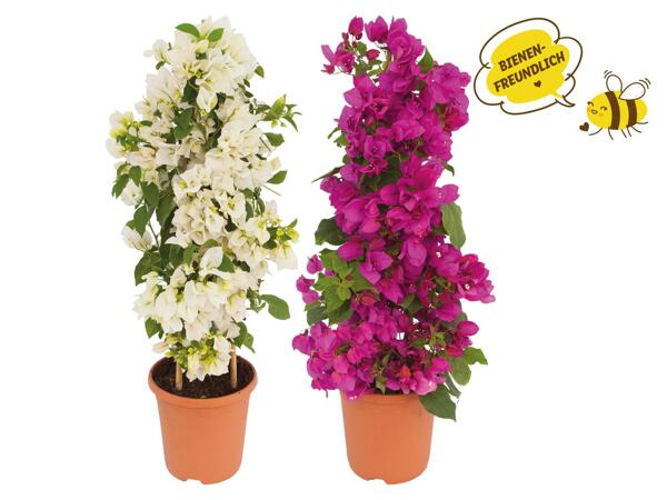 Bougainvillea Pyramide