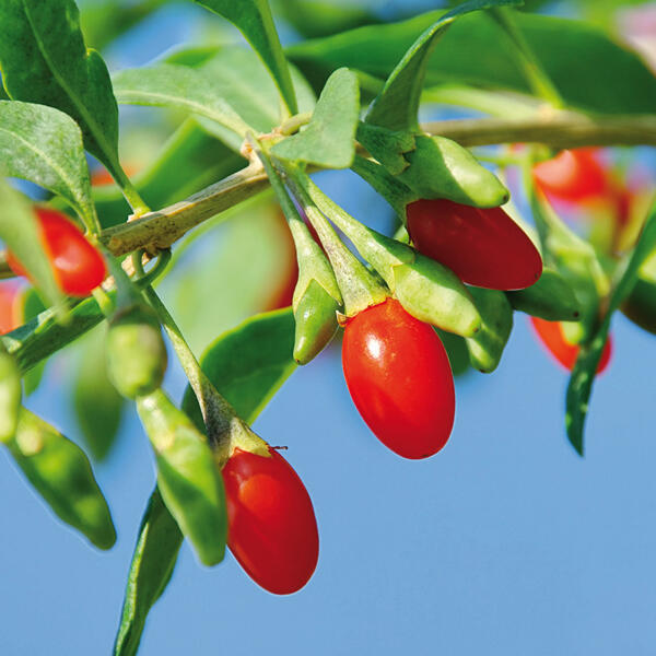 Superfood Beeren / Beerensträucher