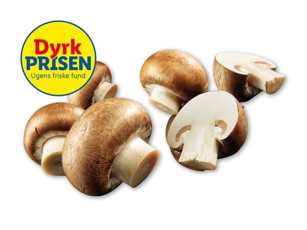 Økologiske danske brune champignoner
