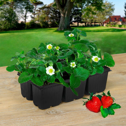 Jordbærplanter