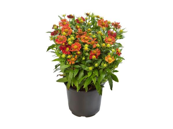 Perennial Collection