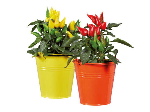 Chiliplanta i zinkkruka