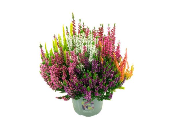 Mosaica Painted Heather