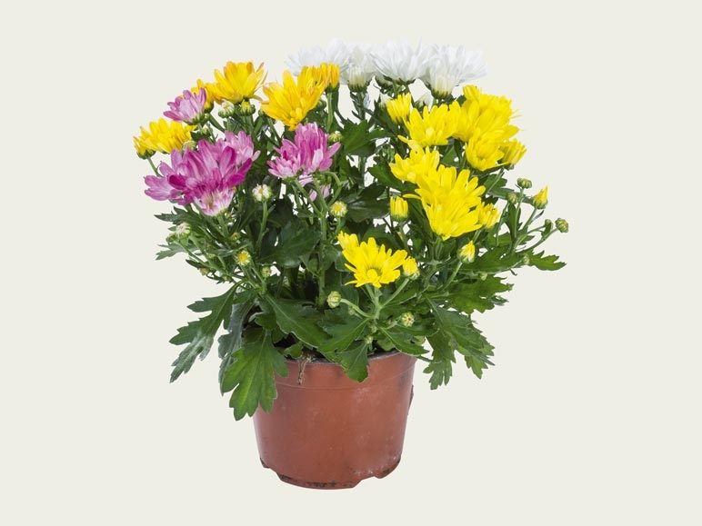 Trio de chrysanthèmes (dès 8.9.)