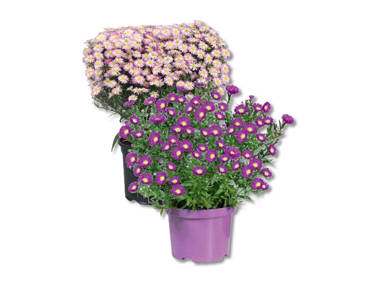Asters d'automne, dès 3.9.