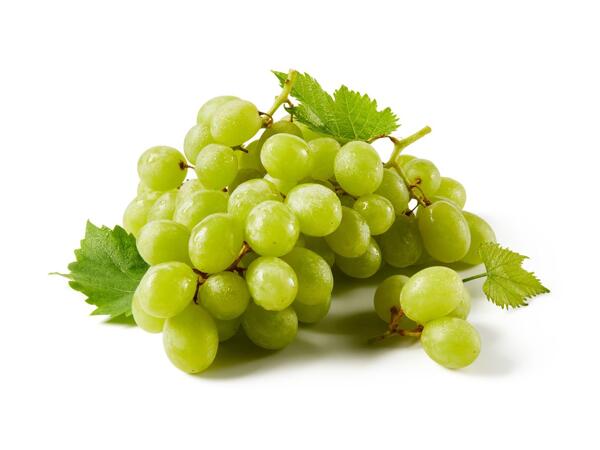 Bílé hrozny stolní bezsemenné