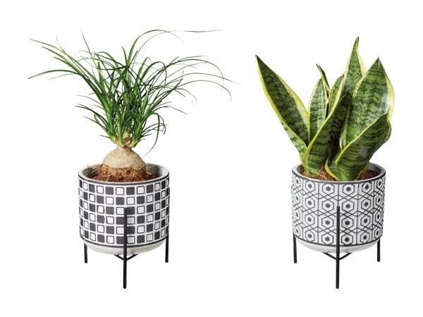 Grøn plante i keramik