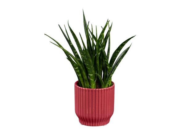 Mini Succulent in Modern Ceramic Pot