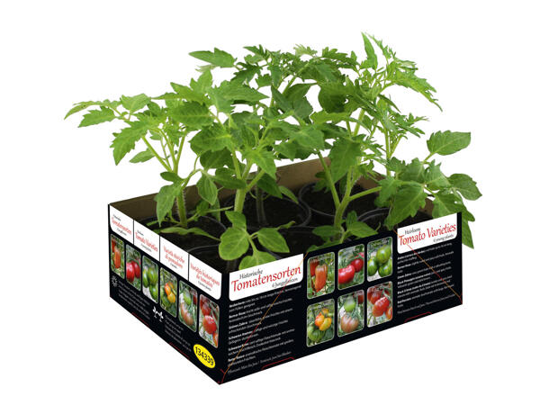 Plants de tomates
