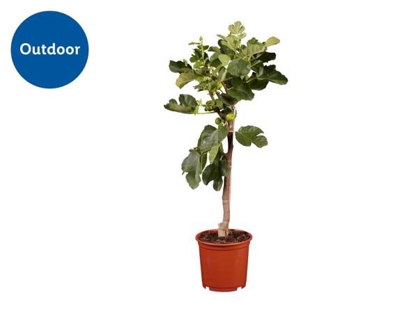 Fig Tree