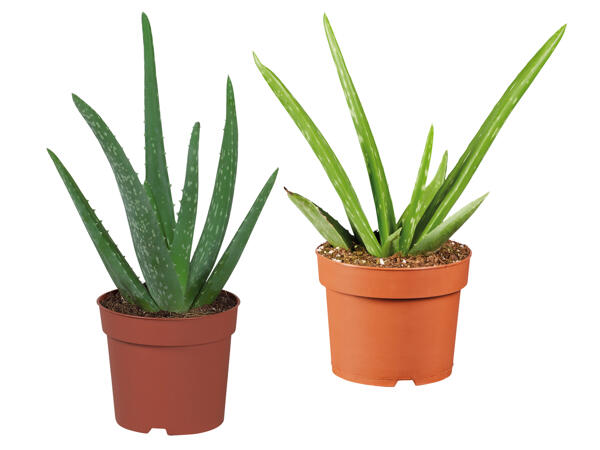Aloe Vera