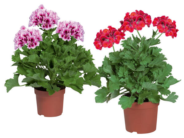 Pelargonium grandiflorum