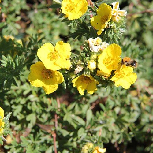 Arbusti da fiore bassi (blu, bianco, giallo)