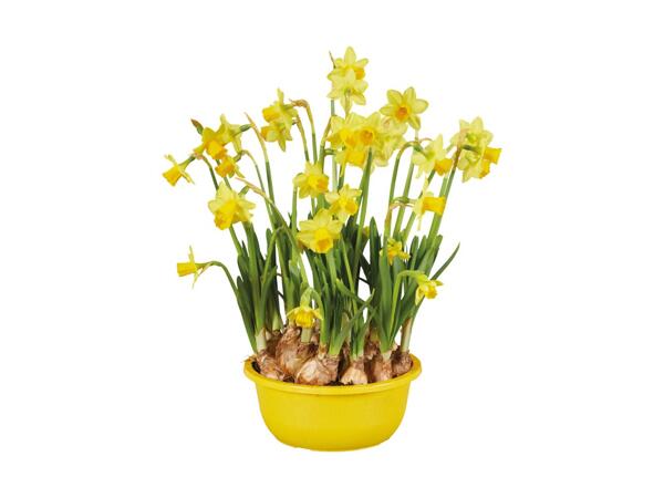 Blomsterløg i skål