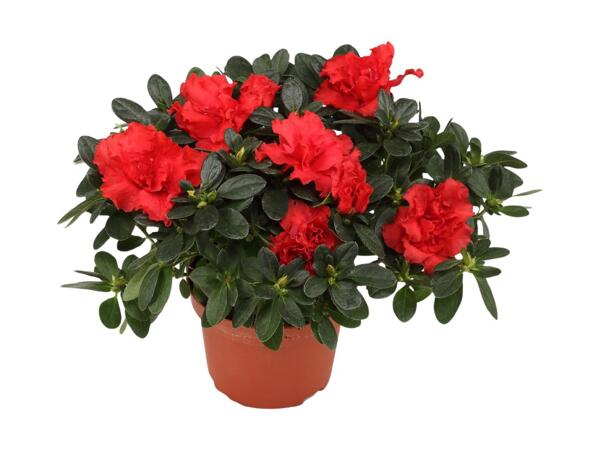 Azalea
