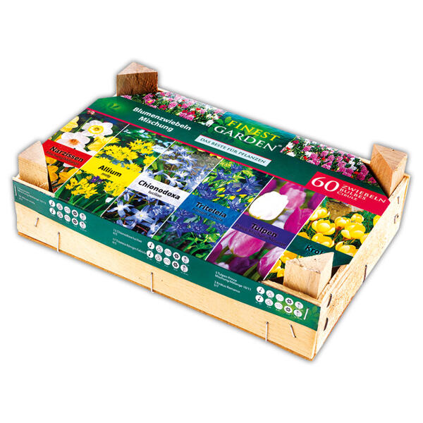 Farbenfroher Blumenzwiebeln Mix