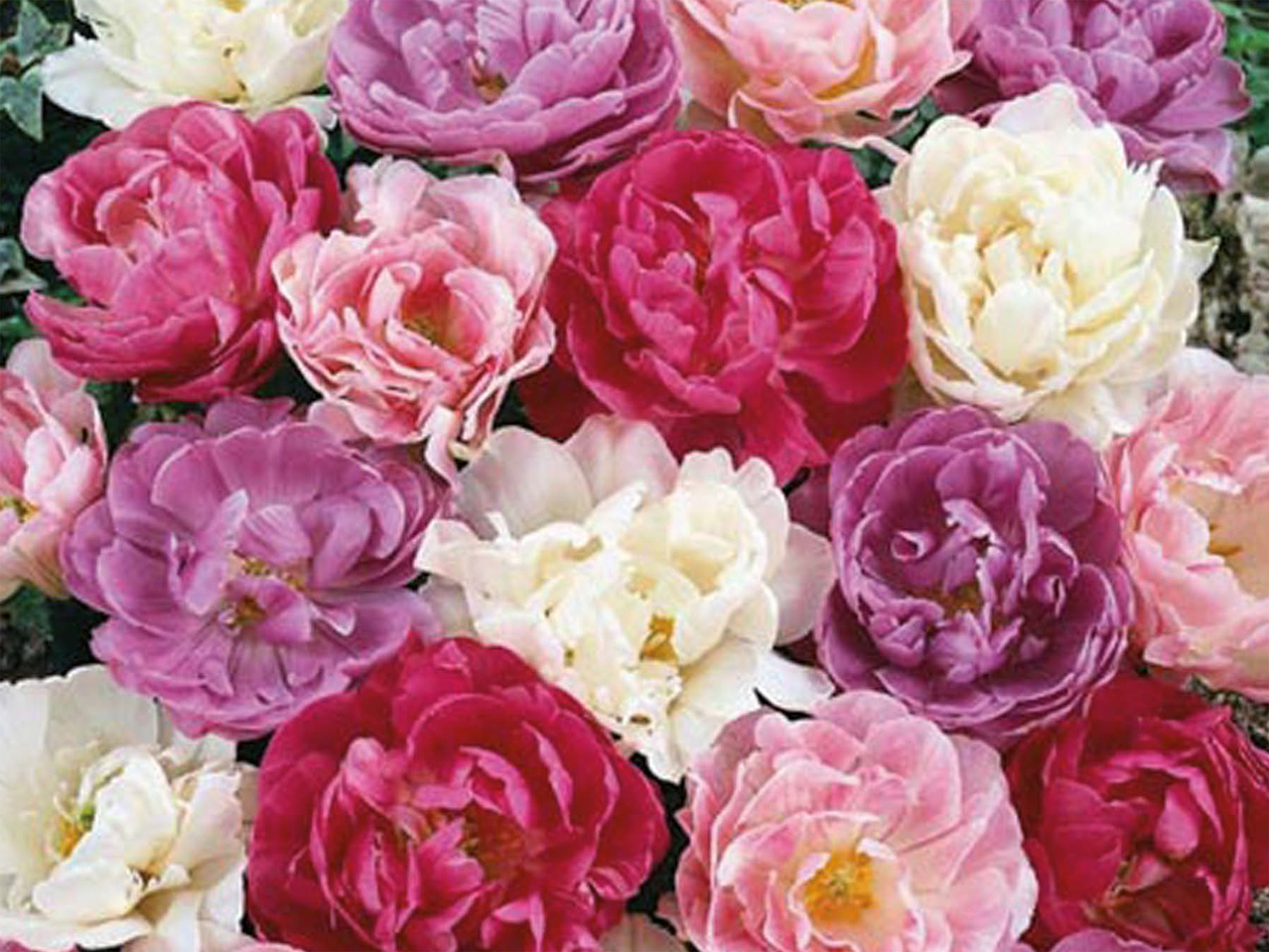 Tulipes doubles