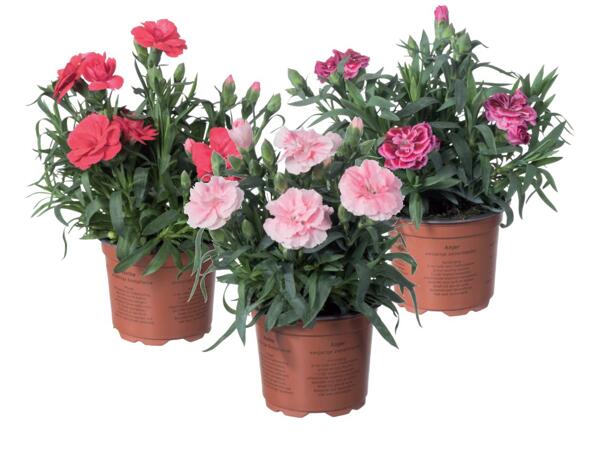 Carnations