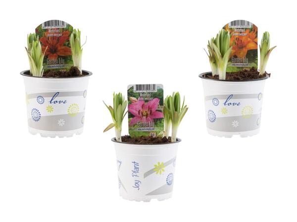 Lys de jardin