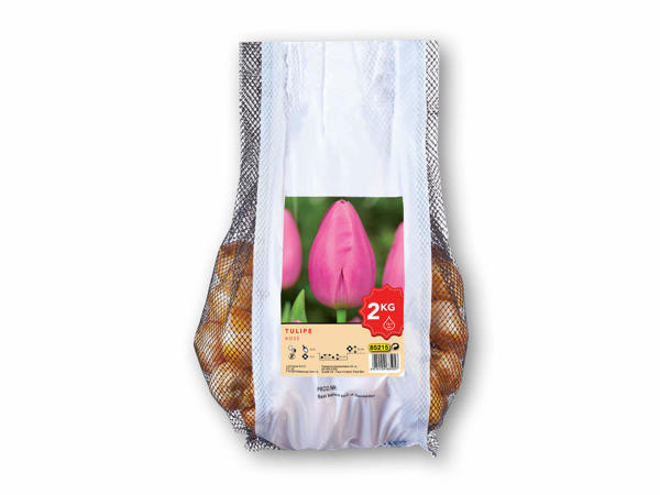 Tulipan blomsterløg