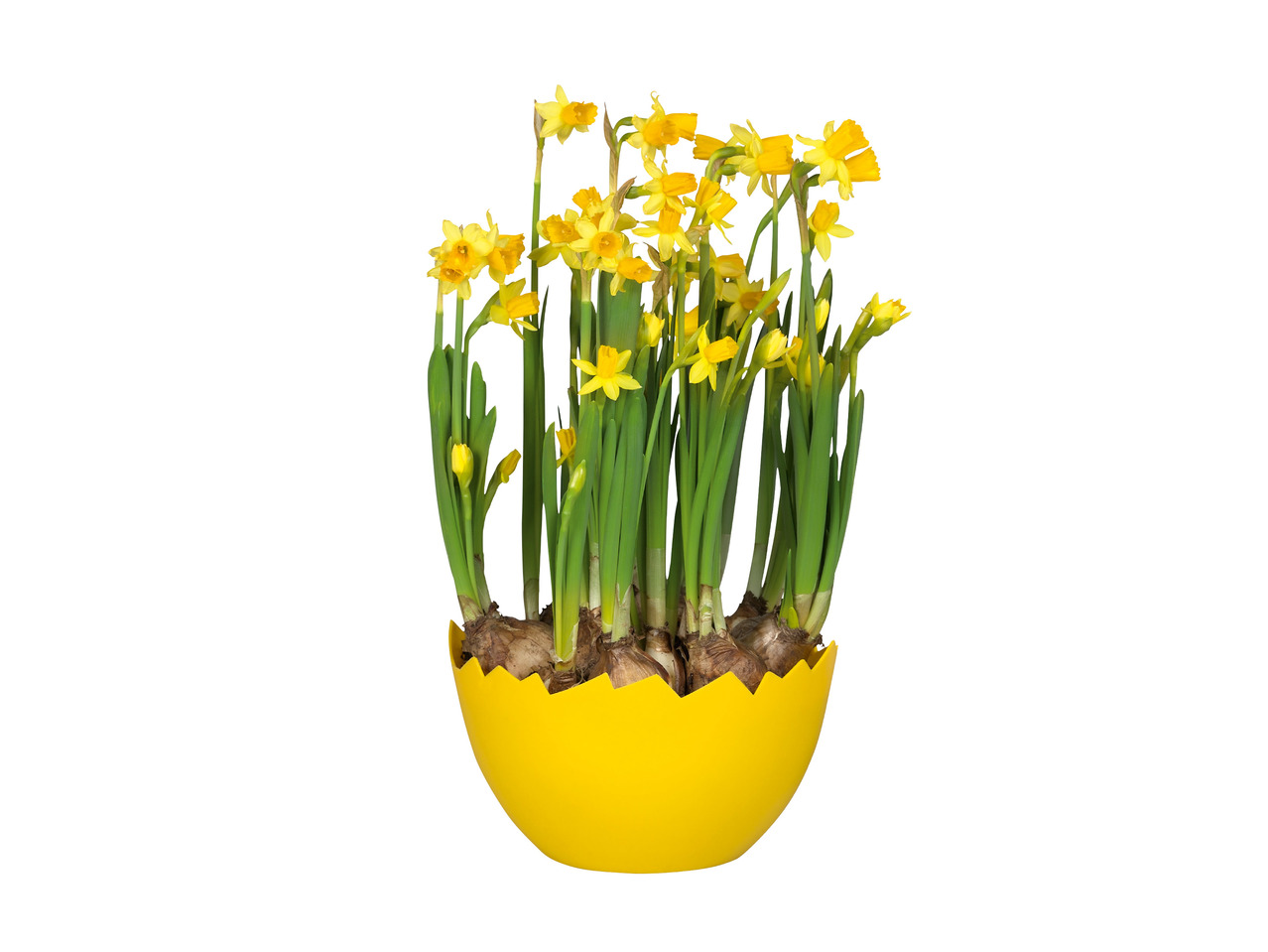 Daffodils in Egg Shell1
