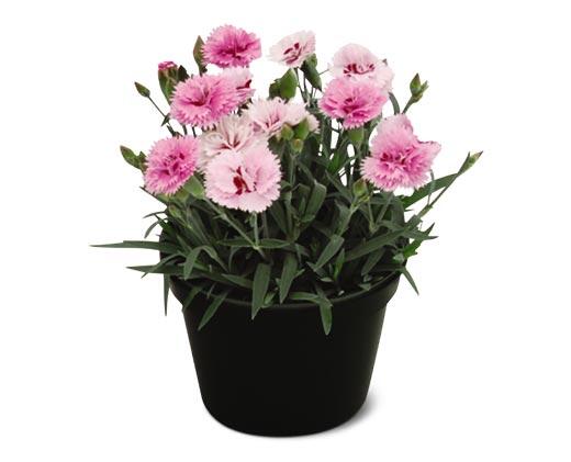 Spring Perennial Assorted Varieties