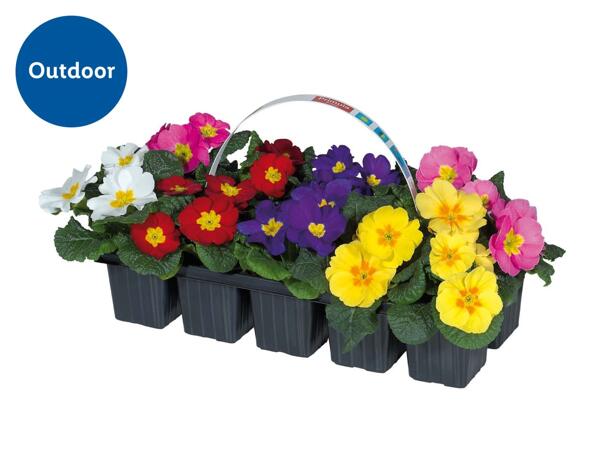 Primroses