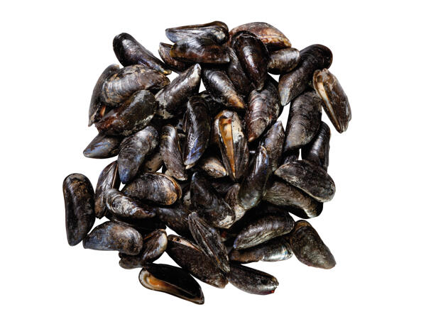 Frische MSC Miesmuscheln