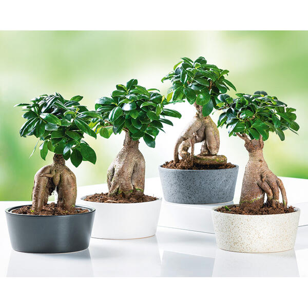 Bonsai "Ficus Ginseng"