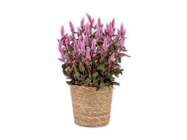 Celosia "Wild Pink" im Korb