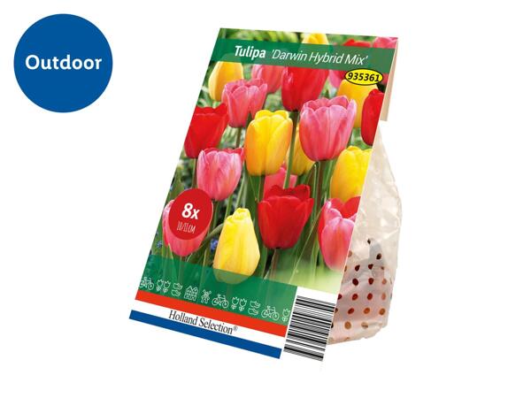 Spring Flowering Bulb Tulipa "Darwin Hybrid Mix"