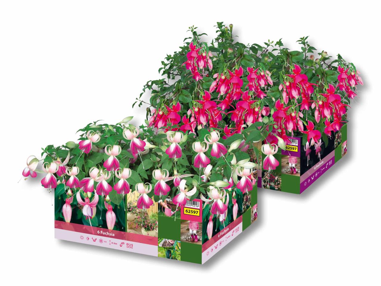 Fuchsia