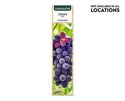 Gardenline
Berry Bush Assorted Varieties