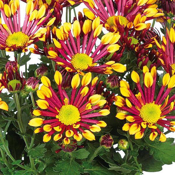 Spinnen Chrysantheme