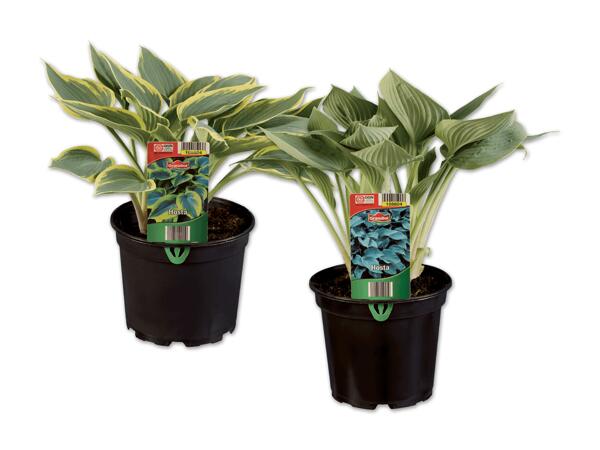 Hosta