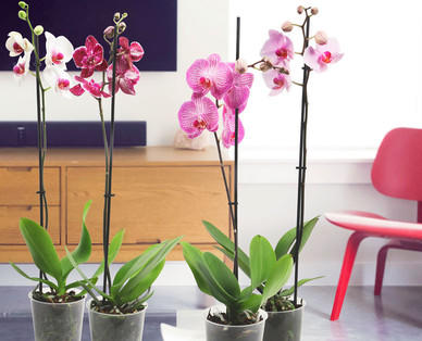 Orchidee
