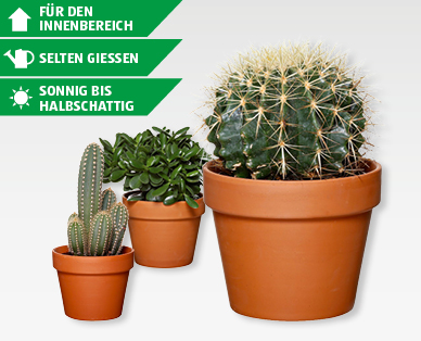 Kakteenschalen-Sortiment